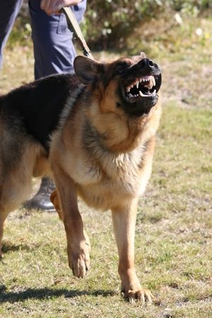 Off the Leash? When Dog Owners Can Be Held Liable