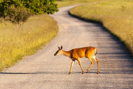 West Virginia Deer Safety