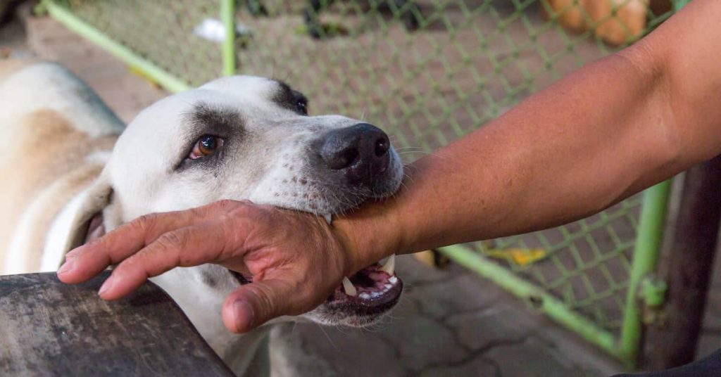 dog biting man's arm