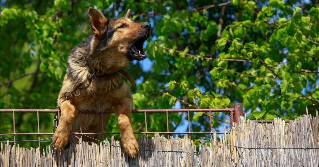 angry German Shepherd dog barking behind a fence