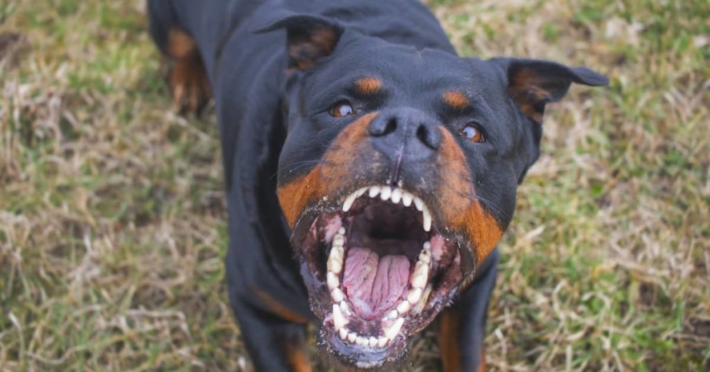 aggressive Rottweiler barking mad
