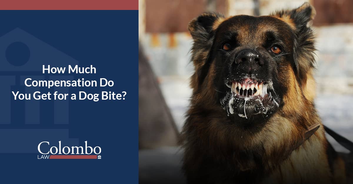 Compensation for a Dog Bite What Is Your Injury Case Worth?