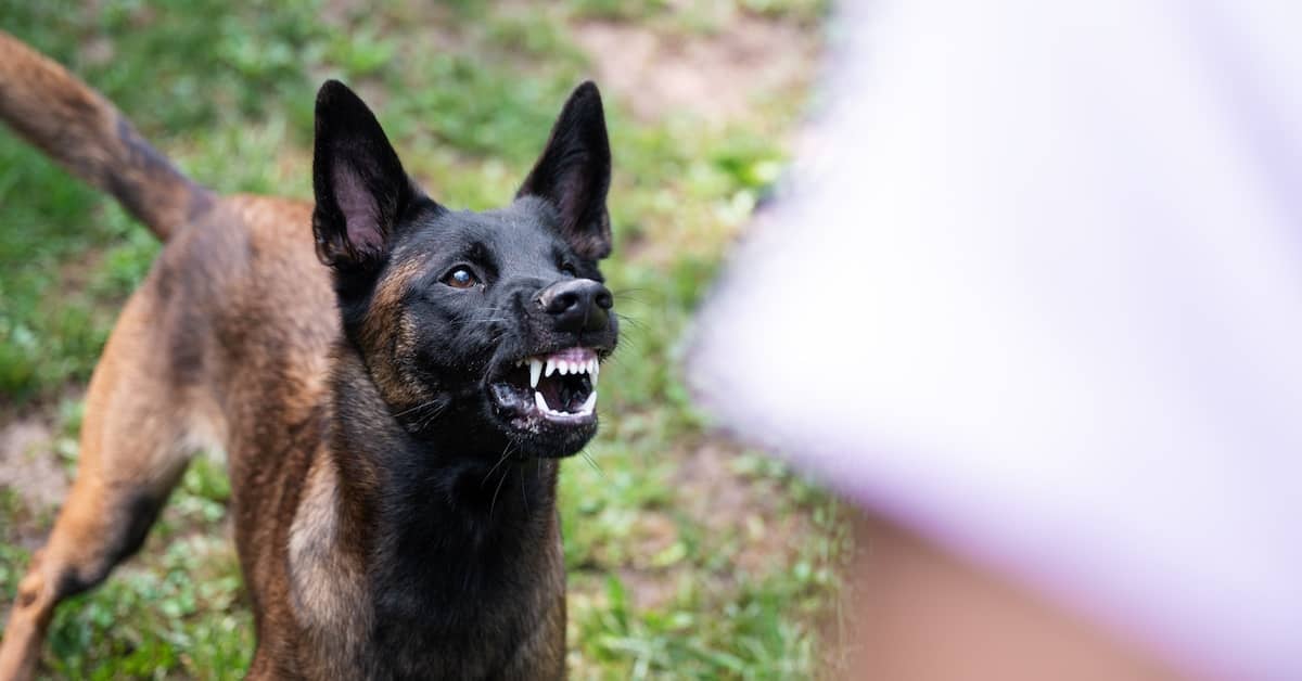 Aggressive German shepherd or Belgian Malinois baring its teeth at someone | Colombo Law